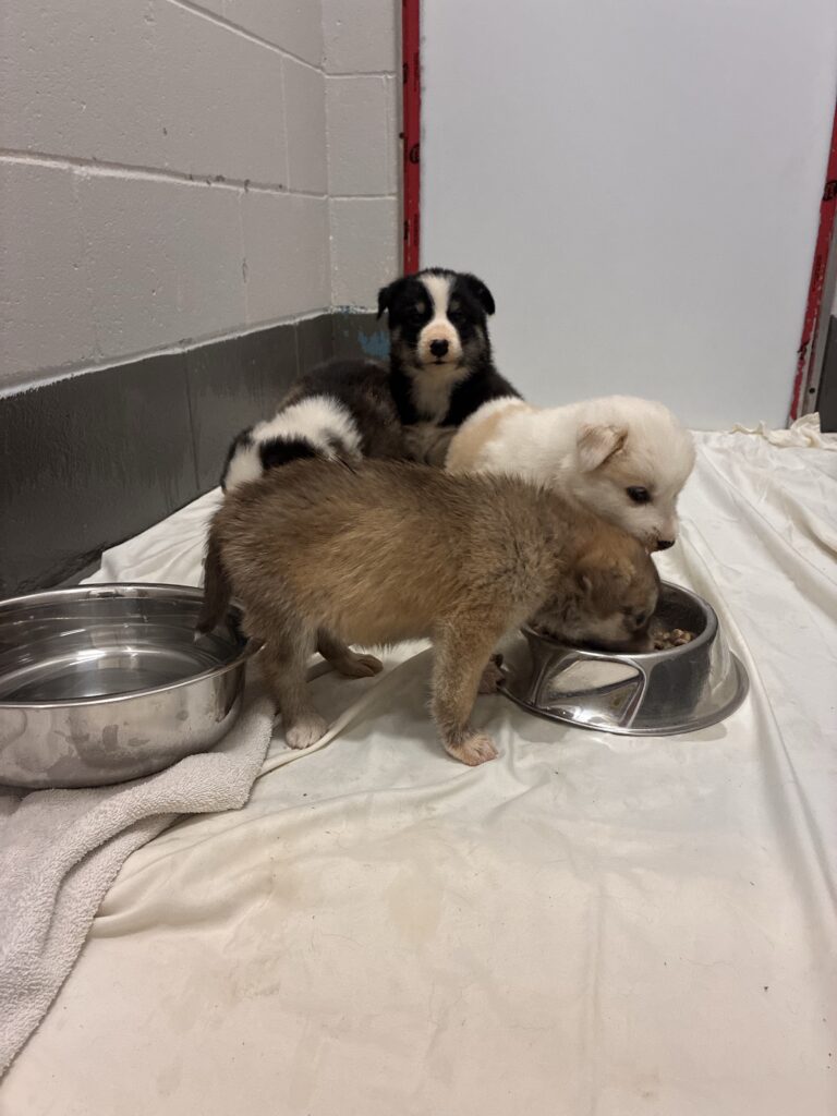 Four young puppies gather around a food bowl inside a temporary shelter, with a water dish nearby.
