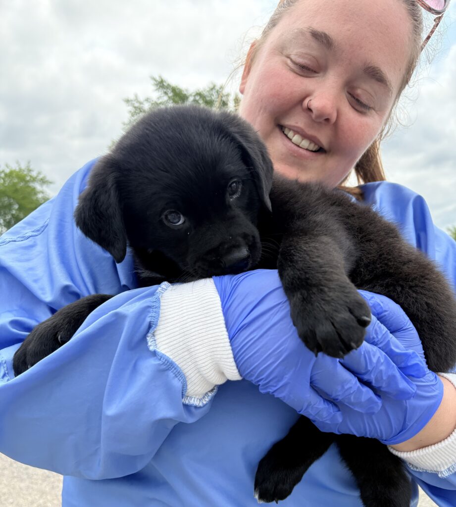 A person wearing a blue protective gown and gloves cradles a small black Labrador puppy outdoors