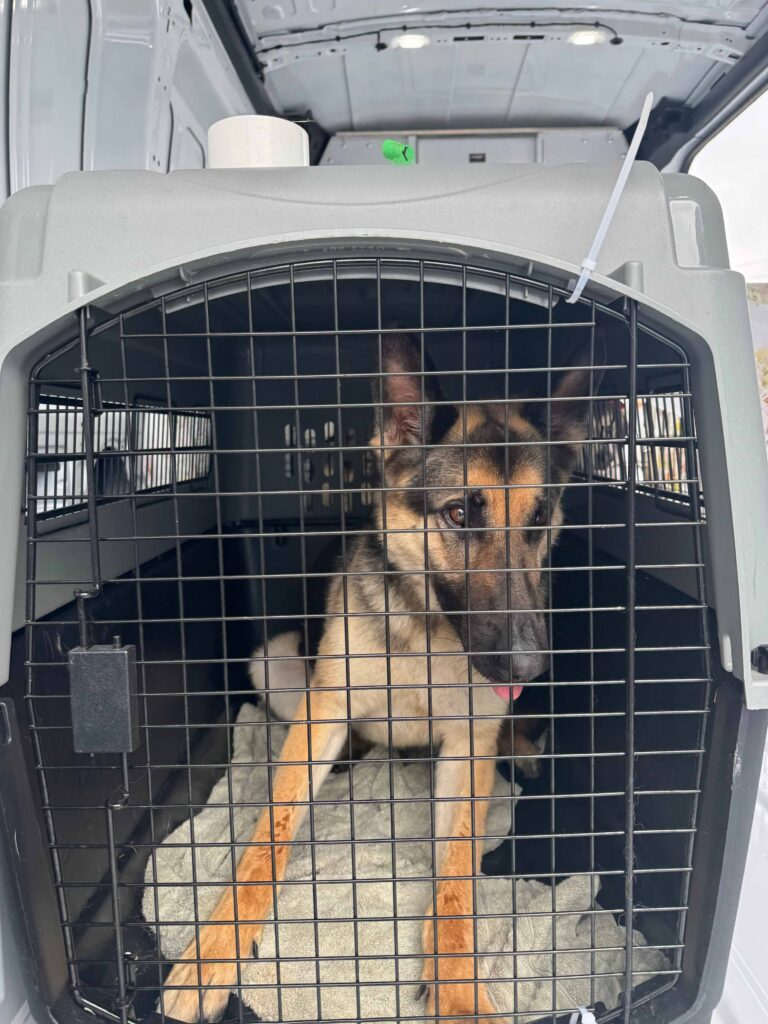A German Shepherd sits inside a large transport kennel lined with blankets in the back of a transport van.