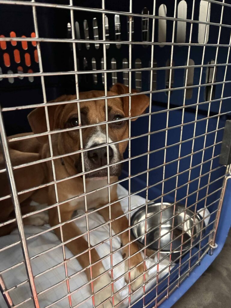 A brown and white dog sits calmly inside a transport kennel with a water bowl and blanket, looking through the metal door.