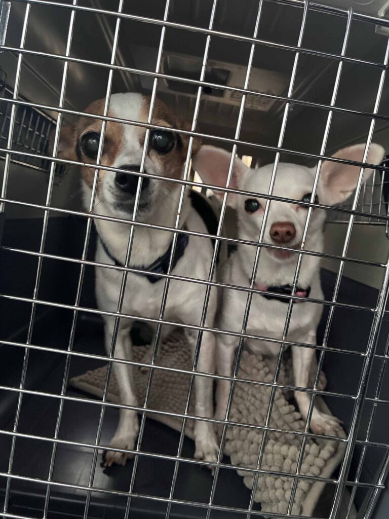 Two small Chihuahuas stand together inside a transport kennel, looking out through the metal door.