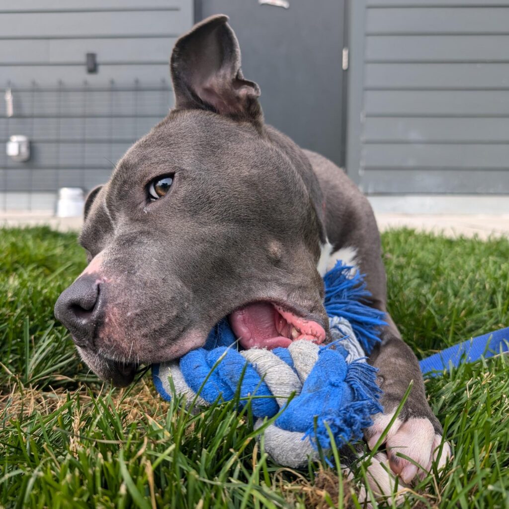 Grey dog chewing blue rope toy.