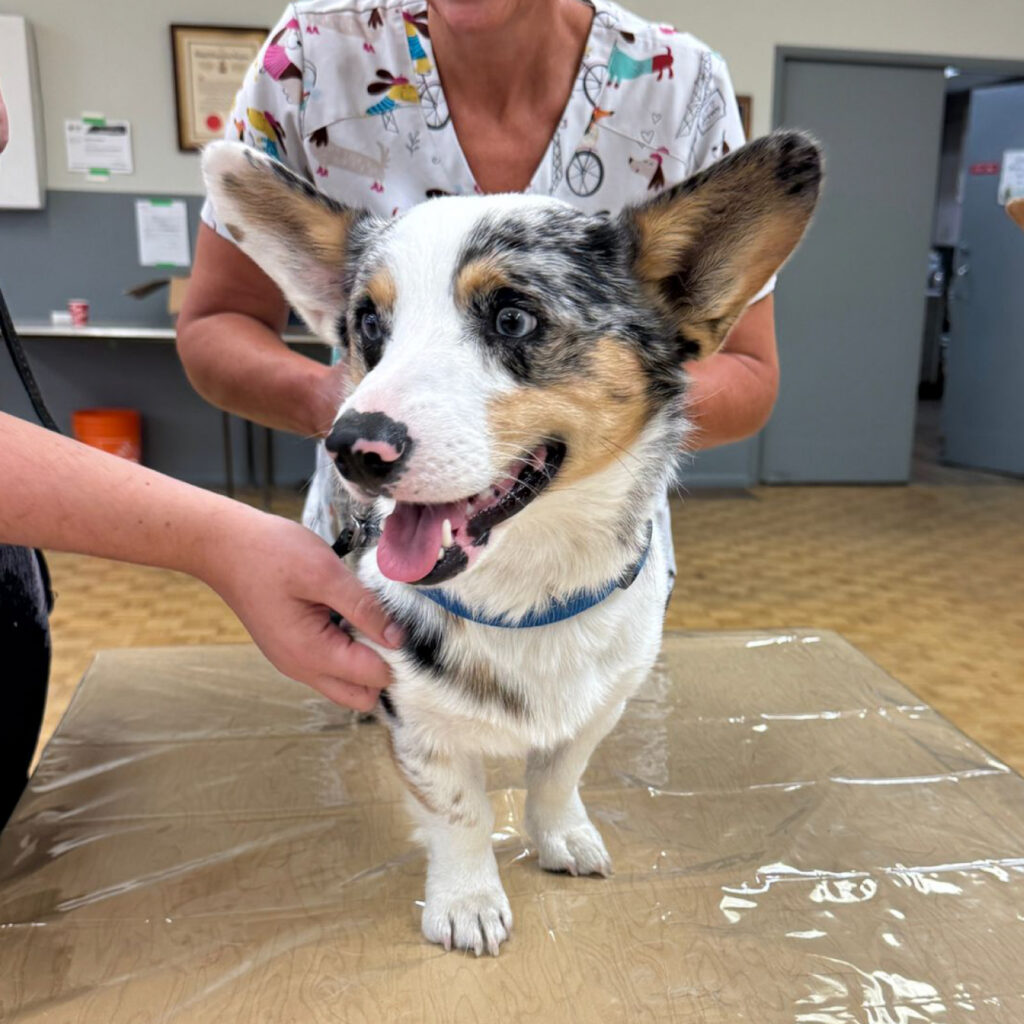 An adorable blue merle Cardigan or Pembroke Welsh Corgi puppy with large pointed ears and mismatched eyes standing on a veterinary examination table, being held gently by a person wearing a patterned scrub top.
