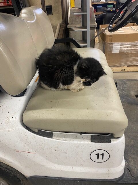 Black-and-white cat curls up on a golf cart seat after being rescued injured from a golf course before receiving veterinary care.