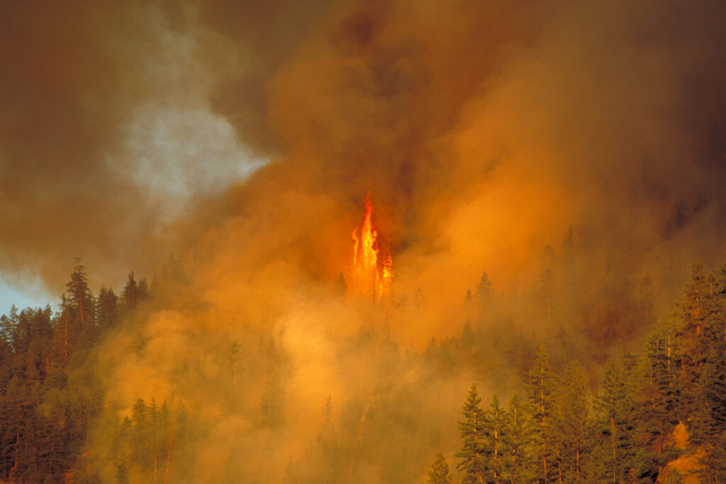 A wide-angle, cinematic view of a forest fire with a large tree engulfed in flames amidst thick, orange-tinted smoke.