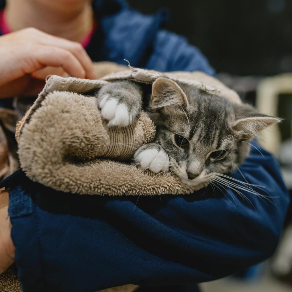 A veterinary worker in a blue uniform gently cradles a small gray tabby kitten wrapped in a soft tan towel