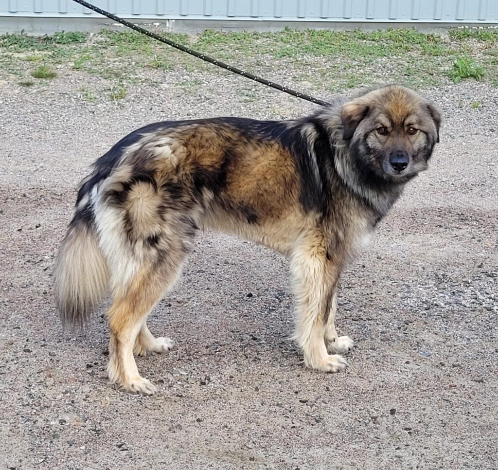 A large, fluffy dog with a thick tan, black, and cream coat stands on a leash outdoors on a gravel surface, looking directly at the camera.