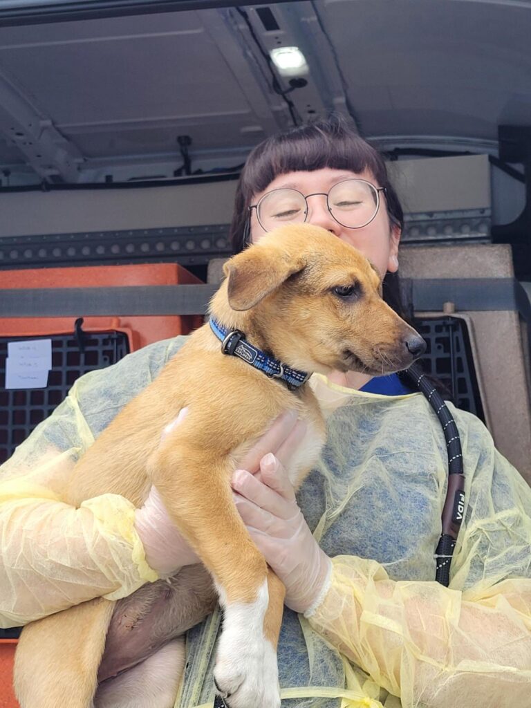 A person wearing a disposable gown and gloves holds a tan puppy with white paws and a blue collar inside the back of a transport van.