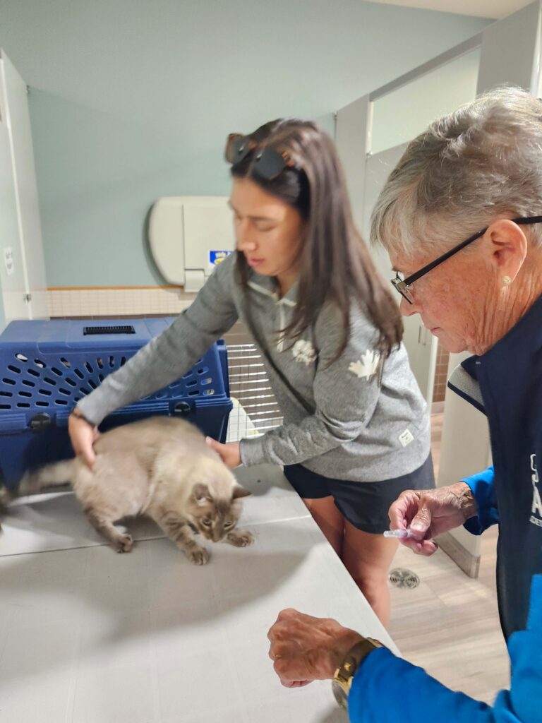 Two women examining a grey tabby cat on examination table with blue pet carrier at Ontario SPCA facility
