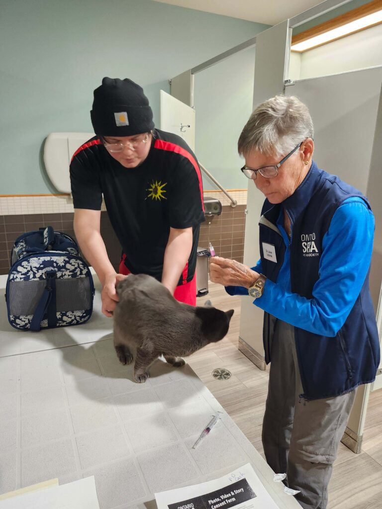 Young volunteer and Ontario SPCA staff member introducing grey kitten to visitor on examination table
