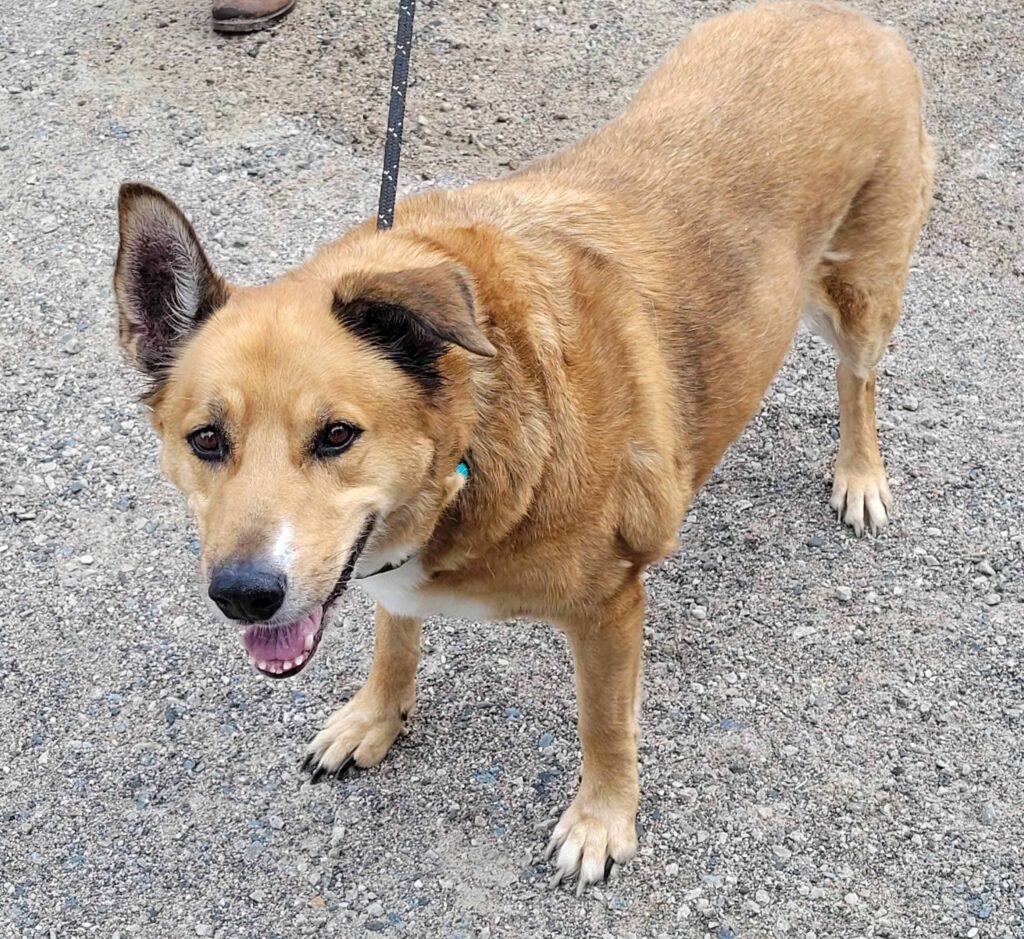 A tan dog with one ear perked up and the other folded smiles at the camera while standing on a gravel lot.