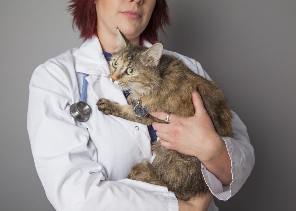 Veterinarian with a stethoscope around her neck holding a fluffy domestic longhair cat against a grey studio background