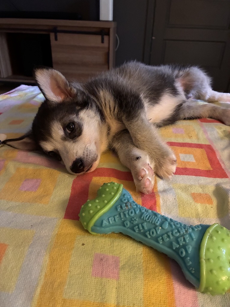 Small black-and-tan puppy lying on a colourful blanket beside a textured chew toy.
