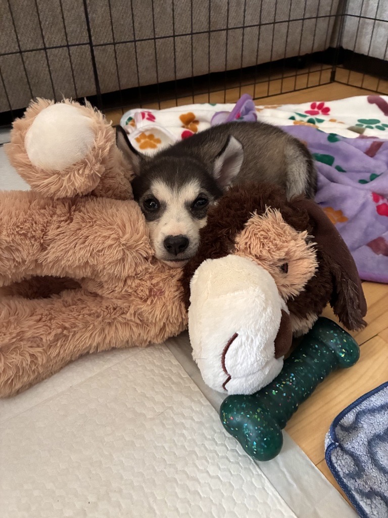 Small black-and-tan puppy curled up among stuffed animals and a chew toy in a playpen