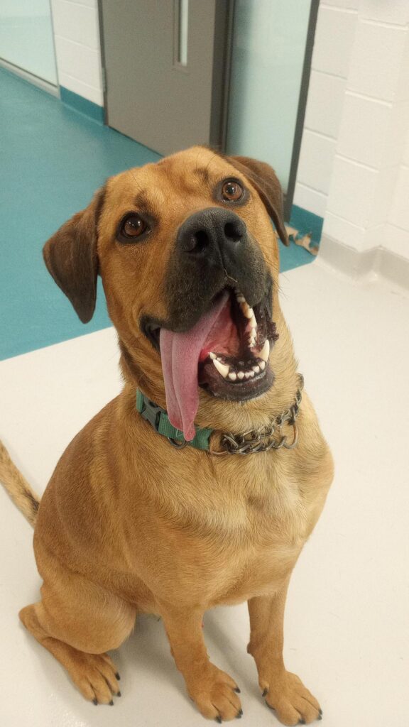 Yellow Labrador Retriever sitting indoors at Ontario SPCA facility with green collar and tongue out