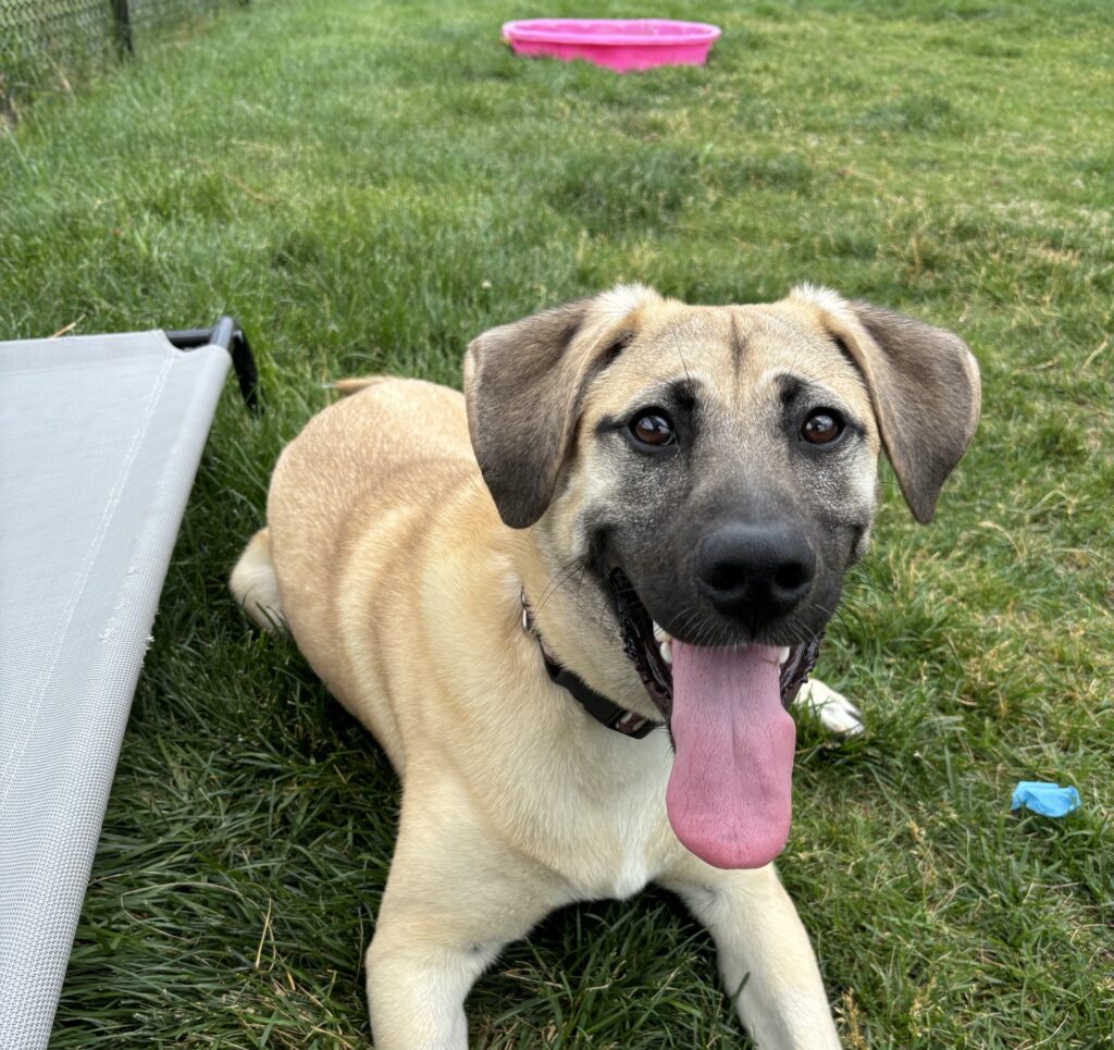 Yellow Labrador Retriever with tongue out lying on grass in play area with toys and fencing
