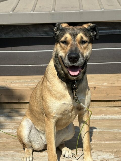 A tan and black dog sits on a wooden deck outdoors, looking at the camera with a happy expression.