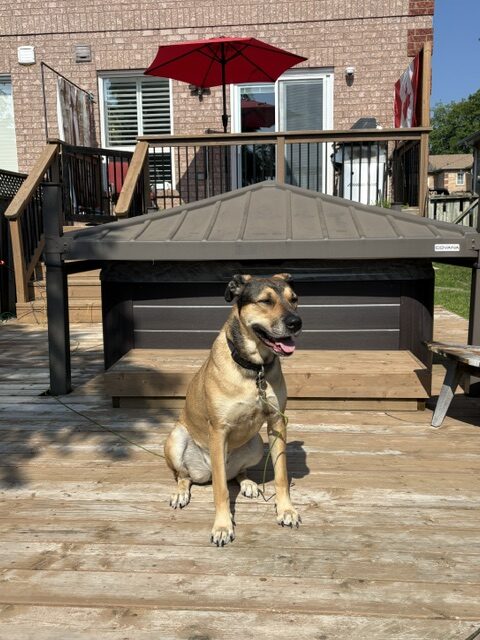 A tan and black dog sits on a sunny backyard deck in front of a covered hot tub.