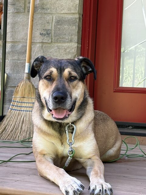 A tan and black dog lies on a porch outside a red front door, looking toward the camera.