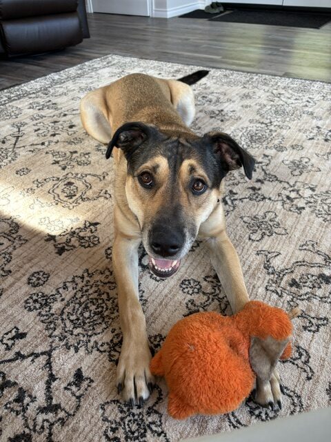 A tan and black dog lies on a patterned rug indoors with an orange plush toy between its paws, looking up at the camera.
