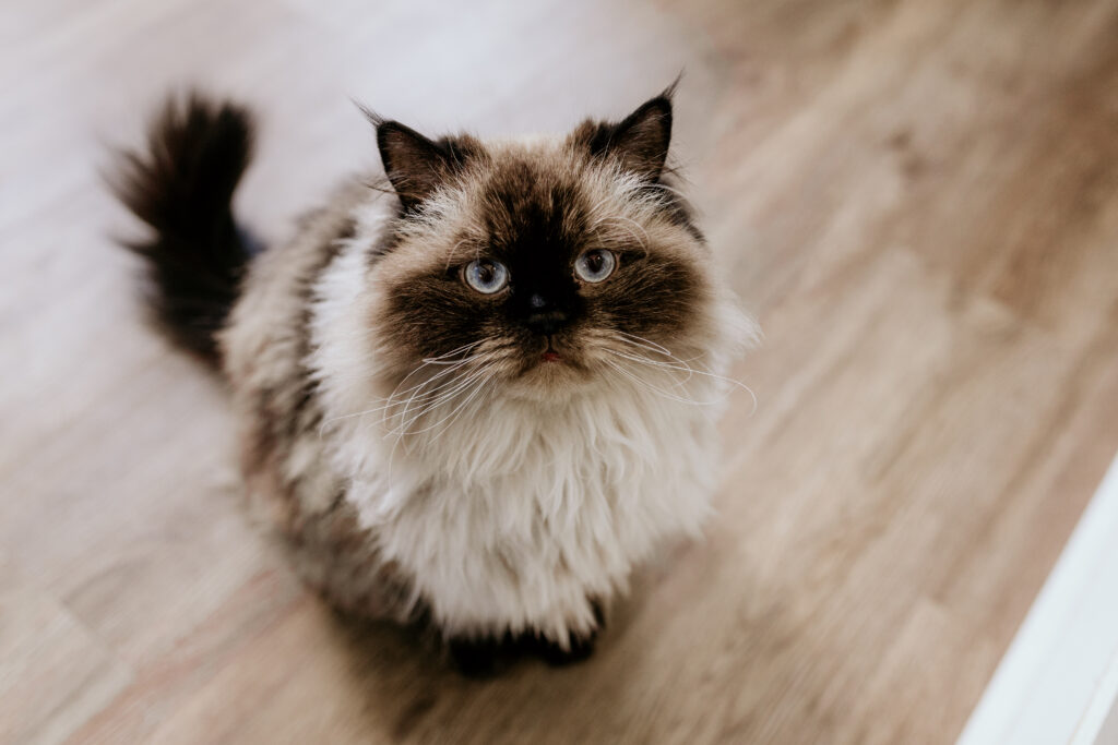 A fluffy colourpoint cat with bright blue eyes sits on a hardwood floor, looking up at the camera with an alert expression.