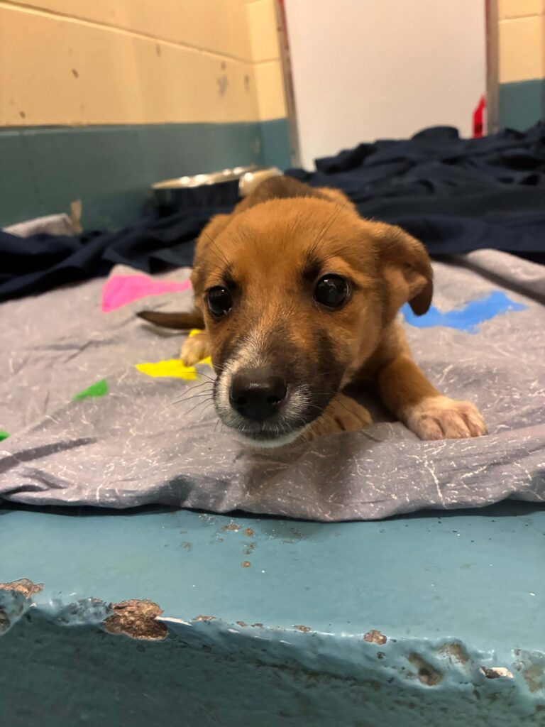 A tiny brown puppy with a white muzzle and dark facial markings lies on a blanket indoors, looking curiously toward the camera.