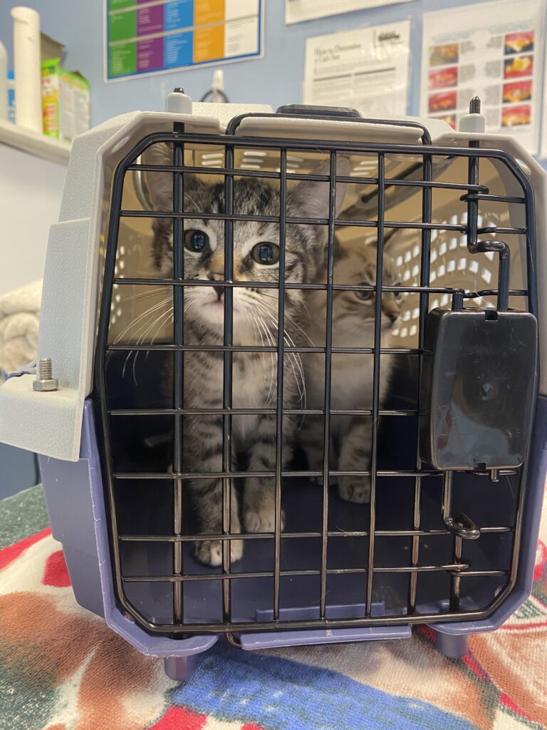 Tabby and white cat looking through metal grate of plastic carrier at Ontario SPCA facility