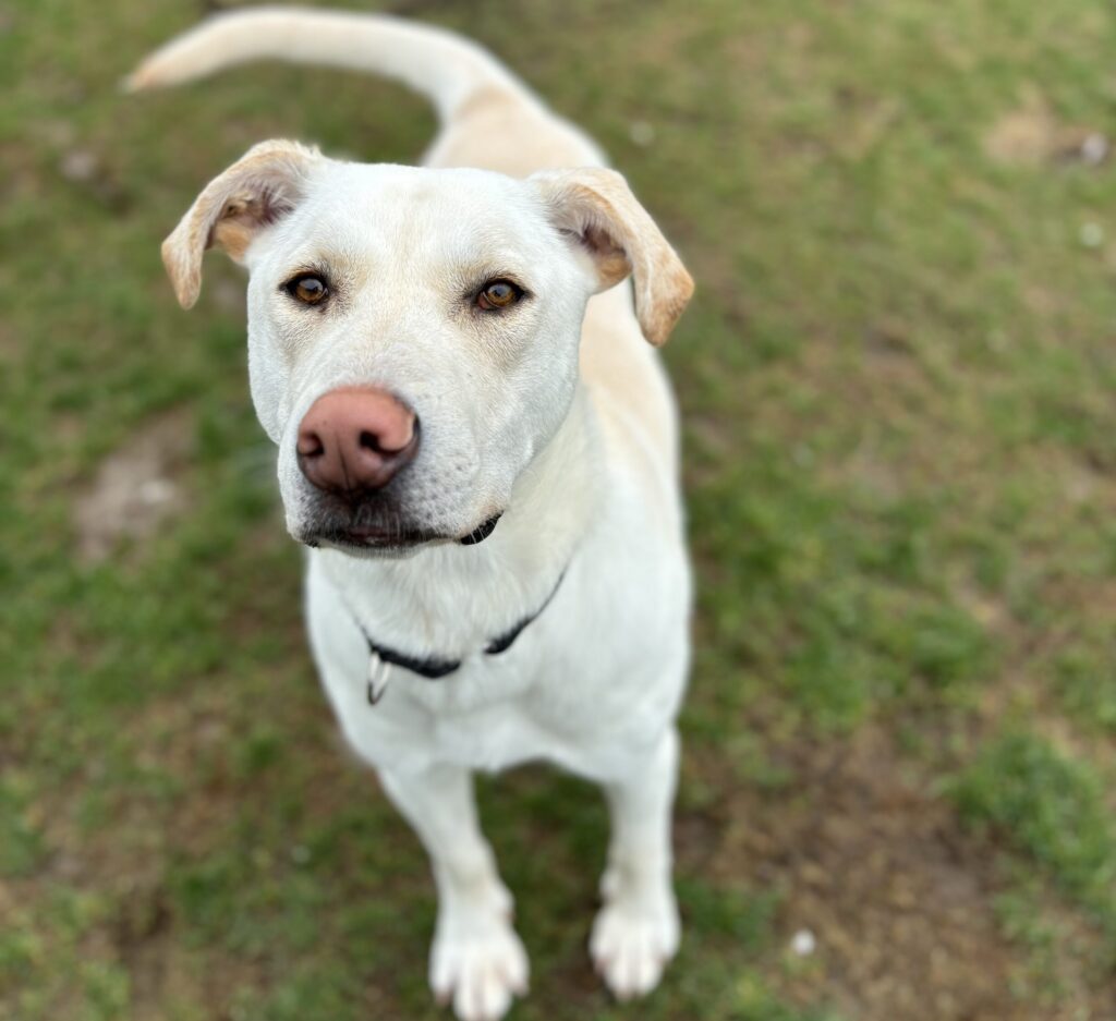 A white dog with a pink nose stands on a grassy field, looking directly at the camera wearing a black collar