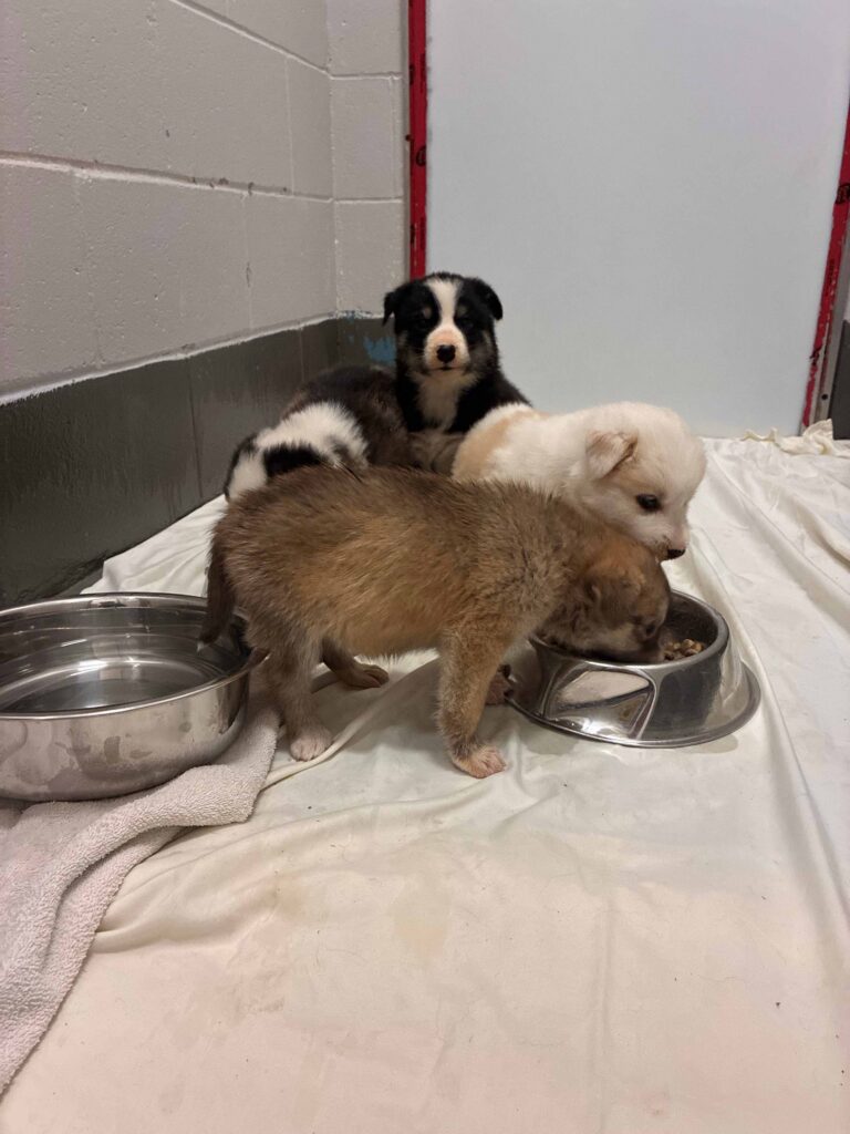 Four young puppies of different coat colors gather around a food bowl on a white sheet in a kennel area, with a water bowl nearby.
