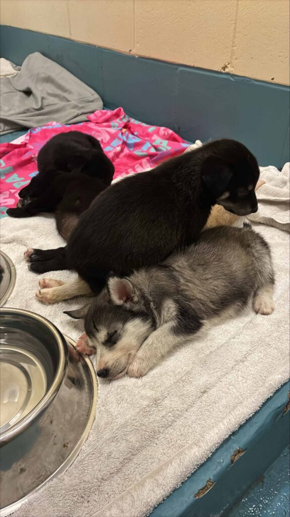 Two puppies rest together on a towel, with a black puppy lying partially across a sleeping gray-and-white puppy beside a water bowl.