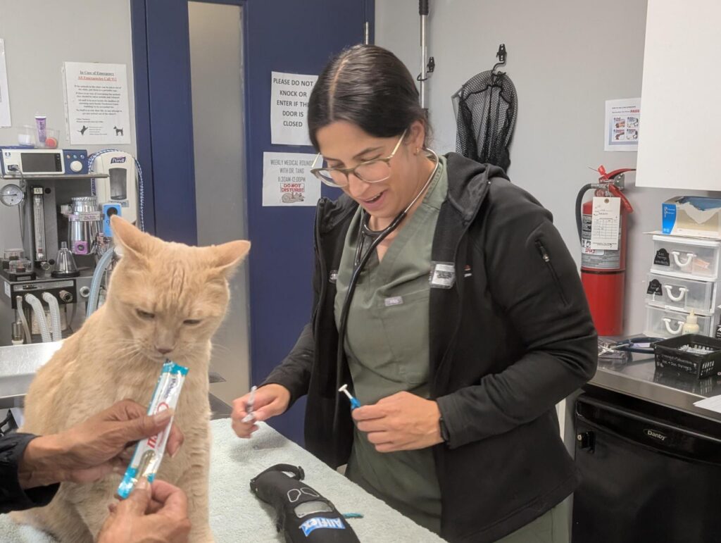 A veterinary professional prepares to examine an orange cat on an exam table while another person offers the cat a treat to help keep it calm.