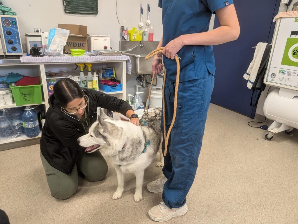 Two veterinary staff members examine a gray-and-white Husky in a treatment room, with one gently holding the dog while the other performs a check.