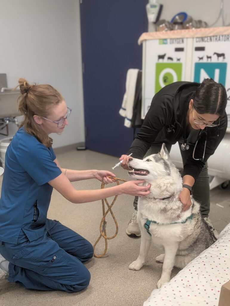 Two veterinary professionals care for a Husky in an exam room, with one holding the dog steady while the other administers medication using an oral syringe.