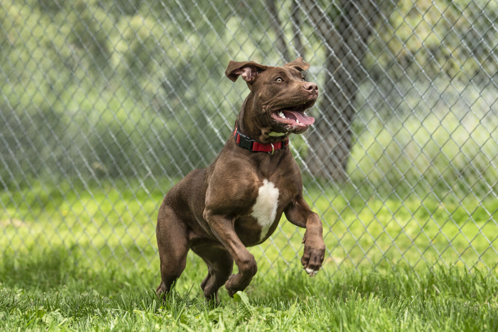 Brown dog with white chest and red collar running toward camera on grass with chain-link fence background