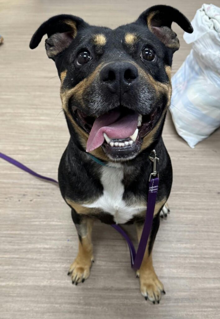 A black-and-tan dog with a white chest sits indoors on a purple leash, looking up at the camera with an open-mouthed smile and tongue hanging out.