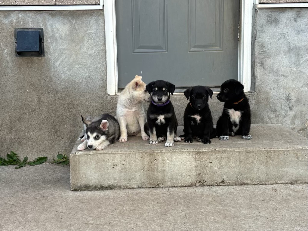 Five puppies sitting together on a concrete doorstep in front of a grey door, with a mix of black, white, tan, and grey coats