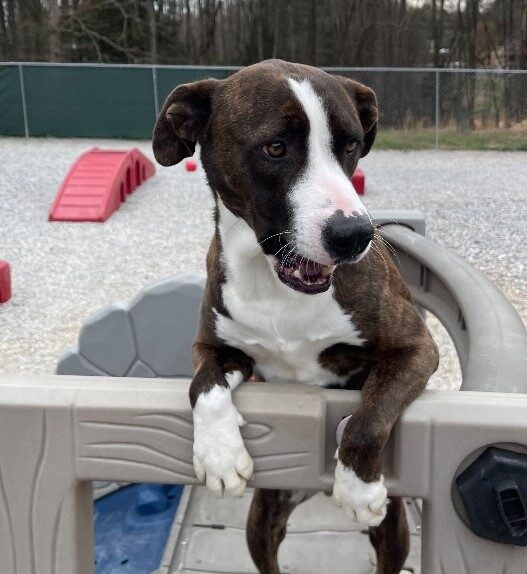 A brown-and-white dog stands with its front paws resting on a playground platform in an outdoor play yard, looking off to the side with its mouth slightly open.