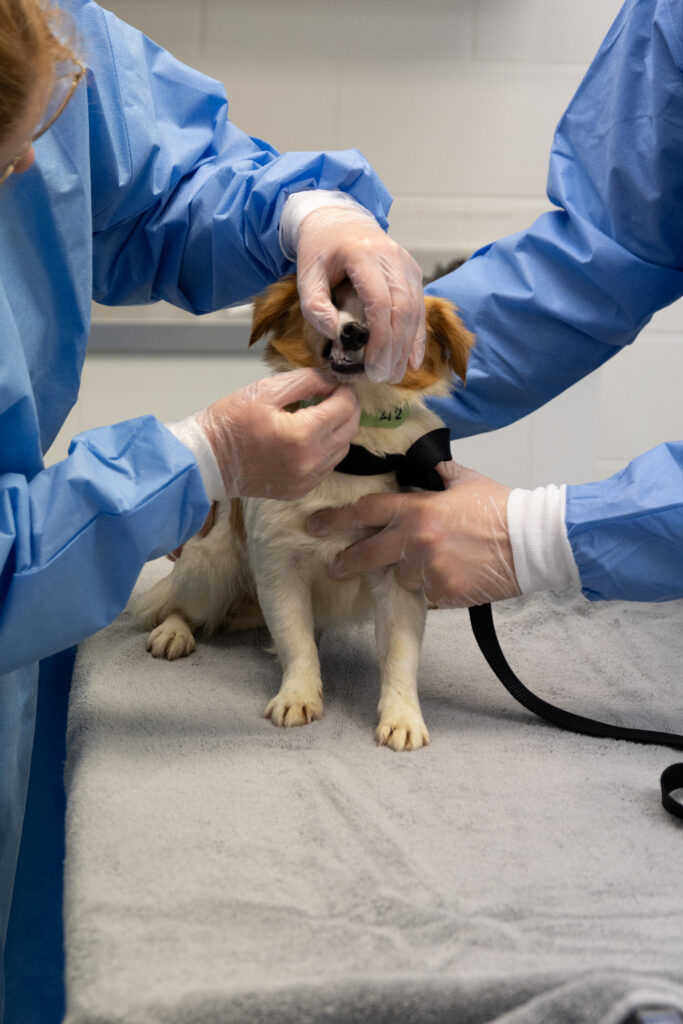Ontario SPCA veterinarians in blue gowns and protective gloves examining small tan and white dog during medical assessment