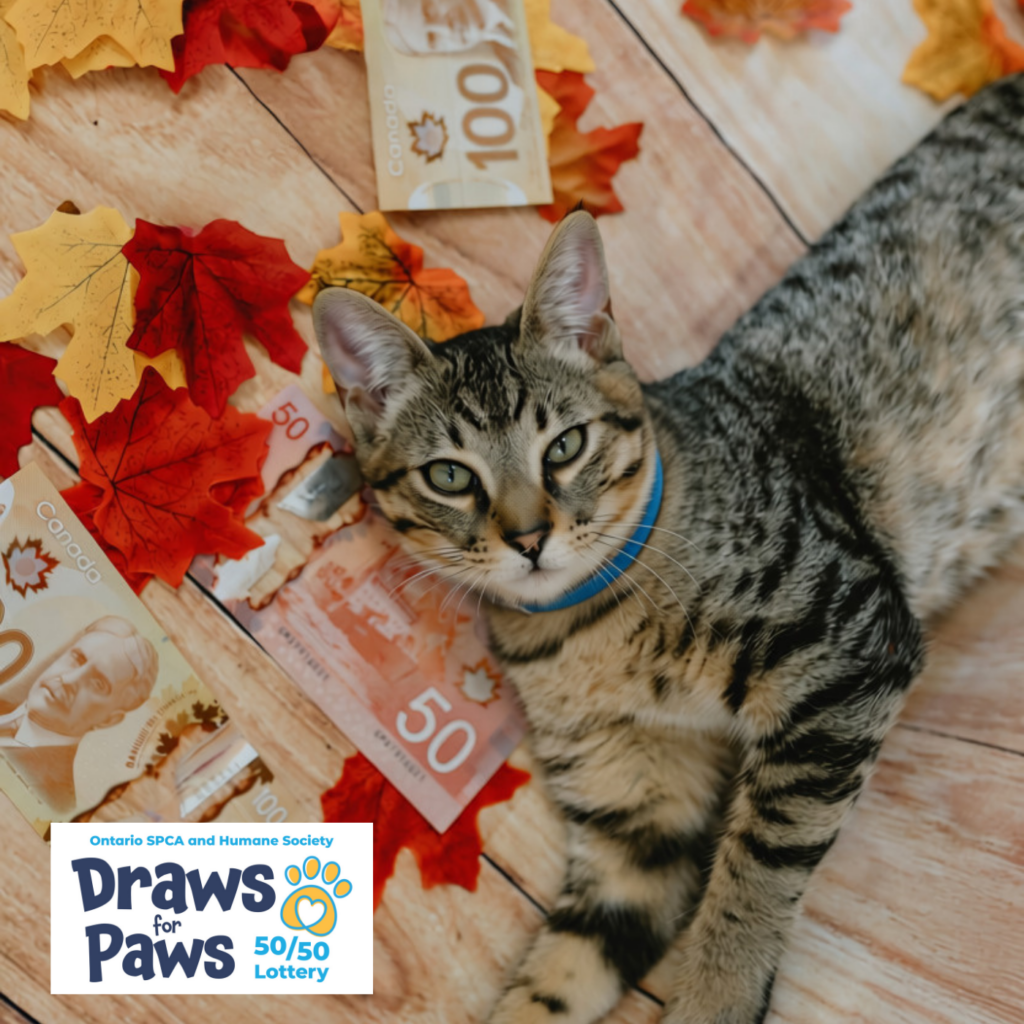 Tabby cat on wooden surface with autumn leaves and Canadian currency promoting Ontario SPCA Draws for Paws 50/50 Lottery