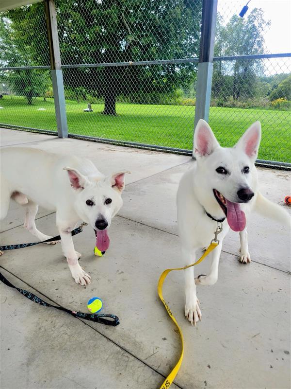 Two white dogs with pink ears lying on concrete under fencing with toys