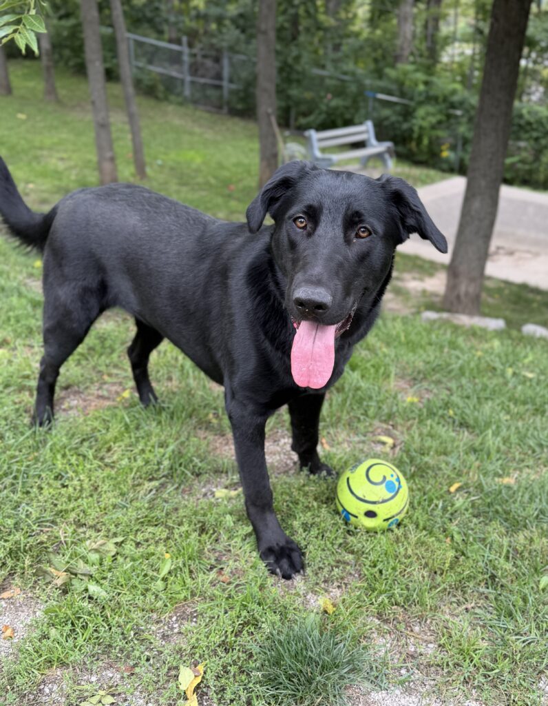 Black Lab with pink tongue standing on grass with yellow ball toy