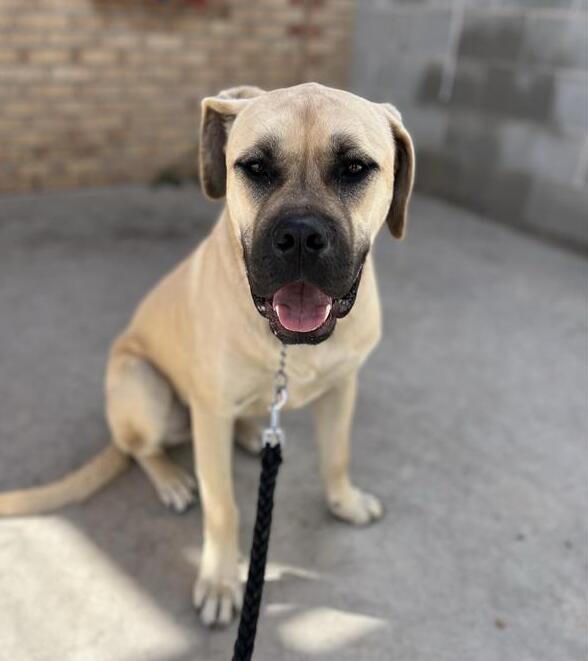 Yellow Labrador with tongue out on concrete patio at Ontario SPCA