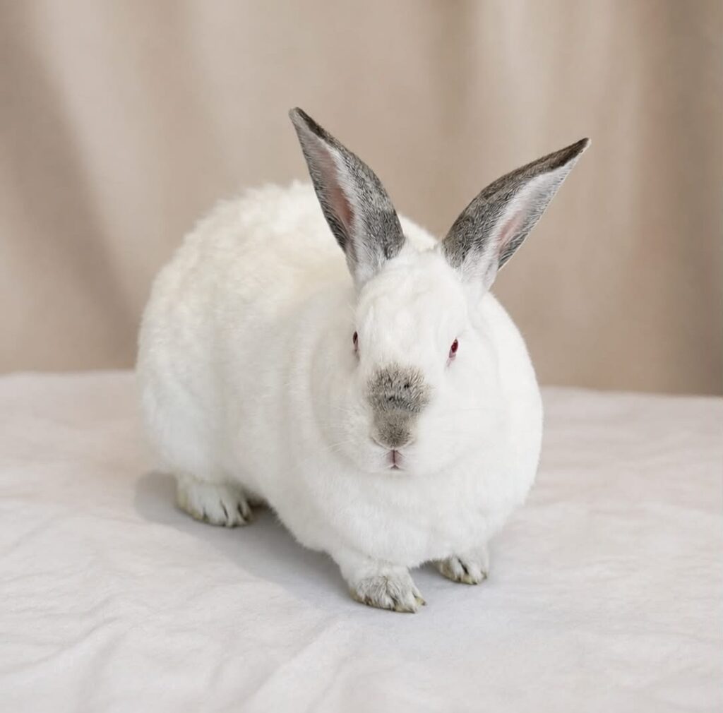 White rabbit with grey-tipped ears sitting on beige surface