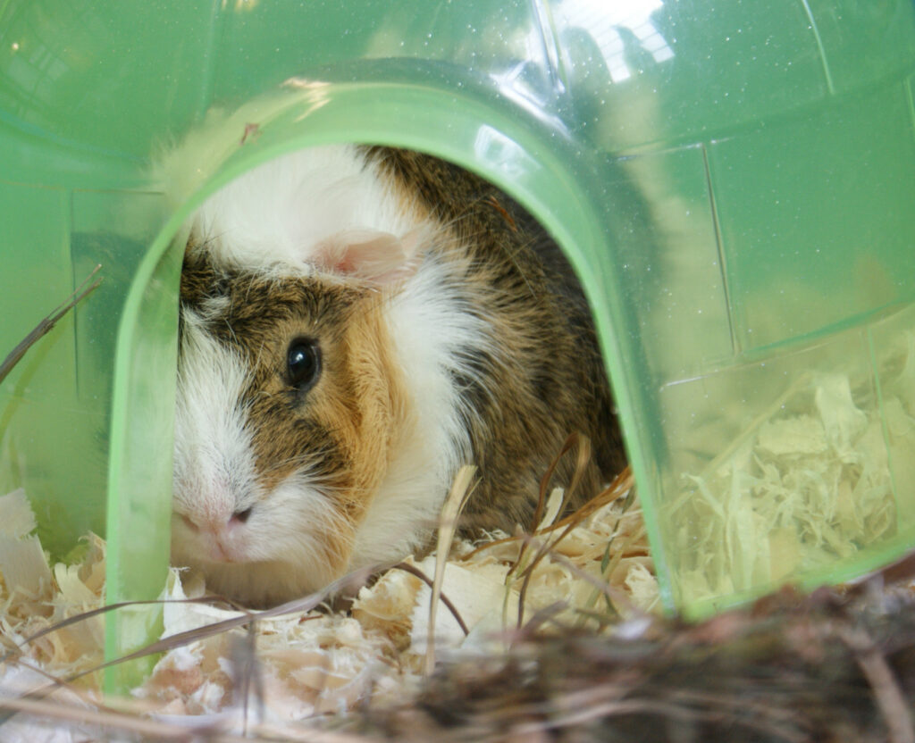Brown and white guinea pig peeking out from green tunnel hideaway in cage bedding