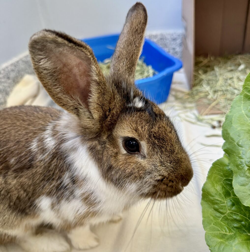 Brown and white rabbit with upright ears eating fresh green lettuce in Ontario SPCA enclosure