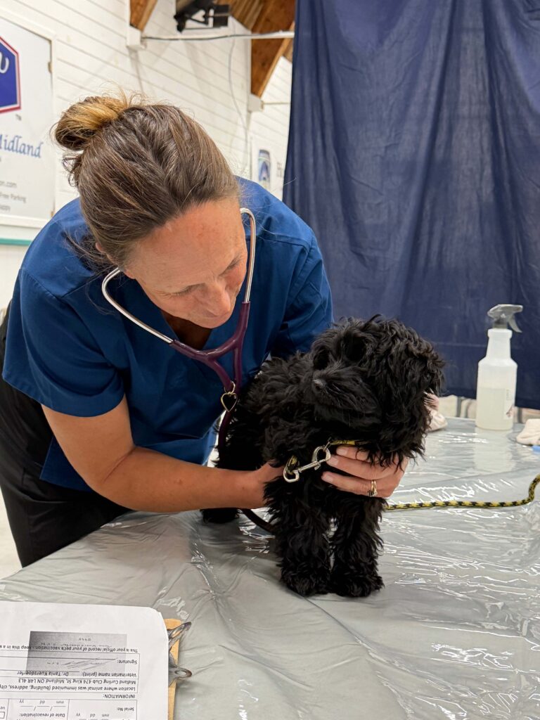 Ontario SPCA veterinarian with stethoscope examining small black dog on examination table at clinic