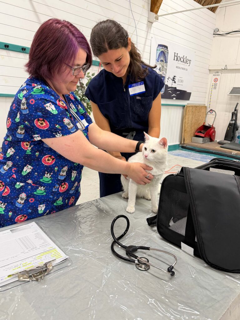 Ontario SPCA staff member and volunteer examining white cat at table with stethoscope during Dogs' Day Out event