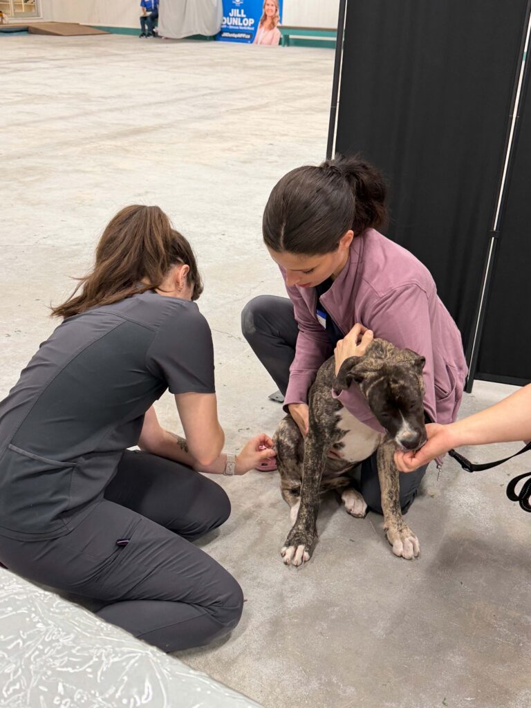 Two Ontario SPCA staff members crouching to interact with brindle and white dog at indoor event venue