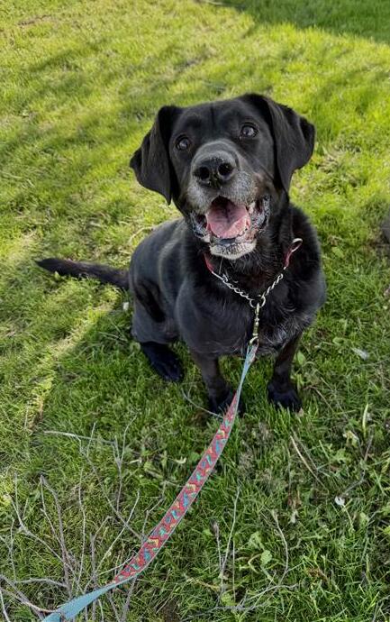 Black Lab with grey muzzle and tongue out sitting on grass