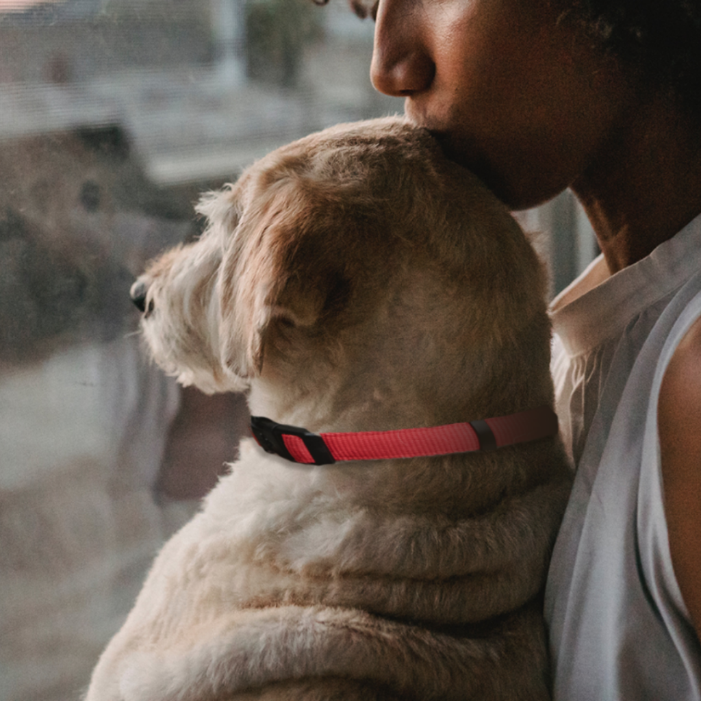 Person holding small tan and white dog with red collar, nuzzling affectionately indoors